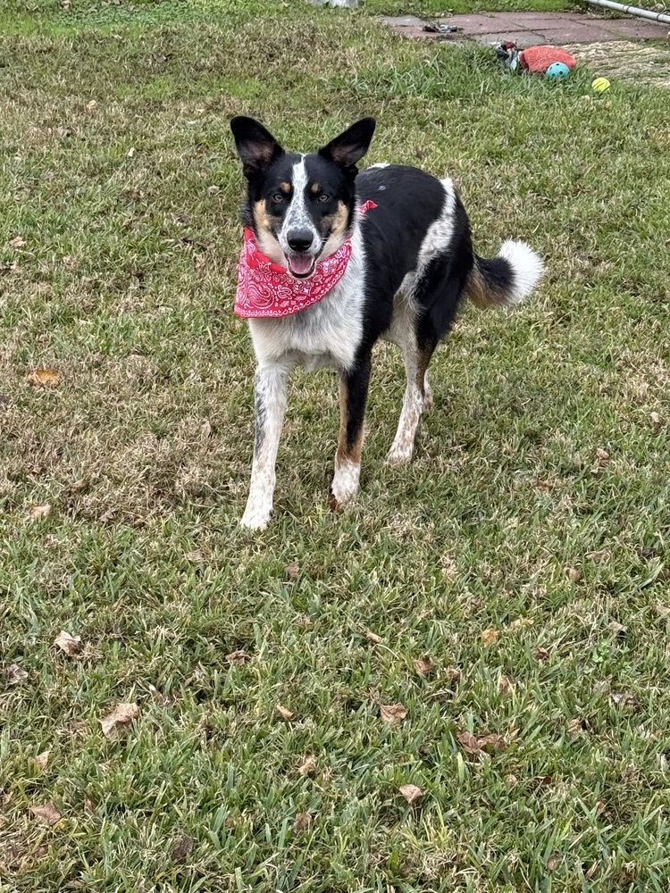 Ace