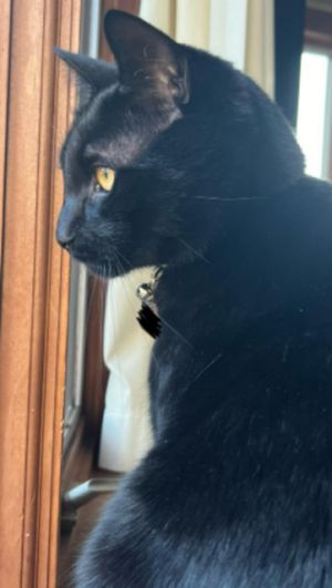 Roxanne is such a sweetheart This petite girl will greet you with a friendly chirp every time you e