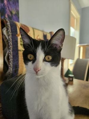 Sweetie, Baby Female Domestic Short Hair
