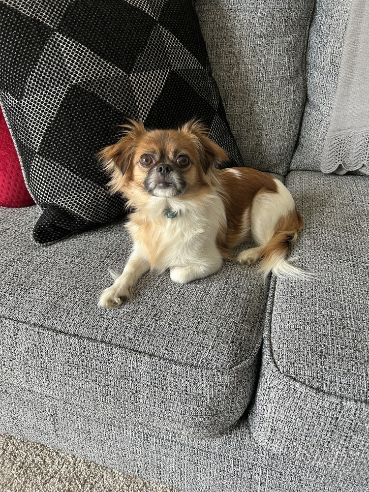 Flower (Pekingese), an adoptable Pekingese in Clinton Township, MI, 48036 | Photo Image 1