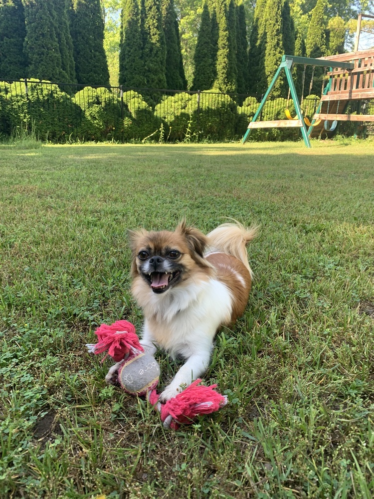 Flower (Pekingese)