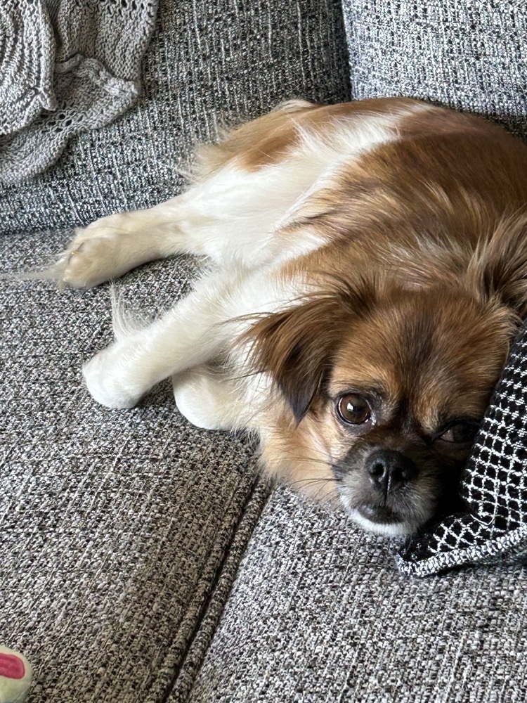 Flower (Pekingese), an adoptable Pekingese in Clinton Township, MI, 48036 | Photo Image 2