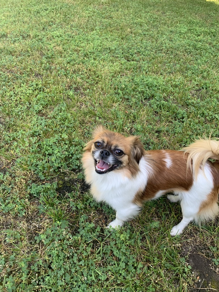 Flower (Pekingese)