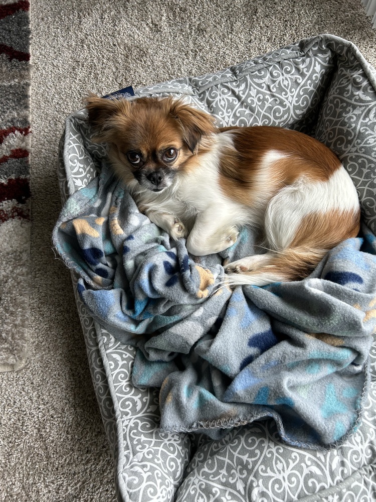 Flower (Pekingese), an adoptable Pekingese in Clinton Township, MI, 48036 | Photo Image 3