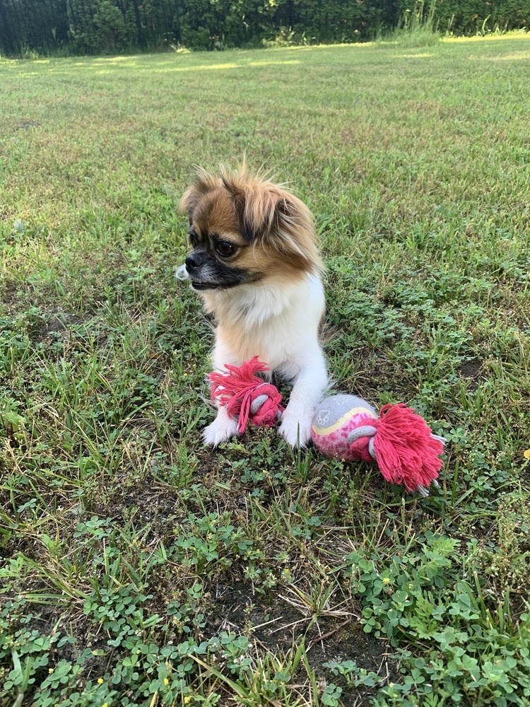 Flower (Pekingese)