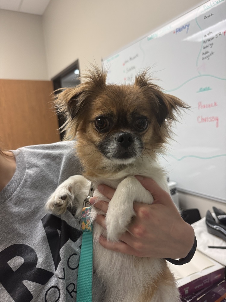 Flower (Pekingese), an adoptable Pekingese in Clinton Township, MI, 48036 | Photo Image 4