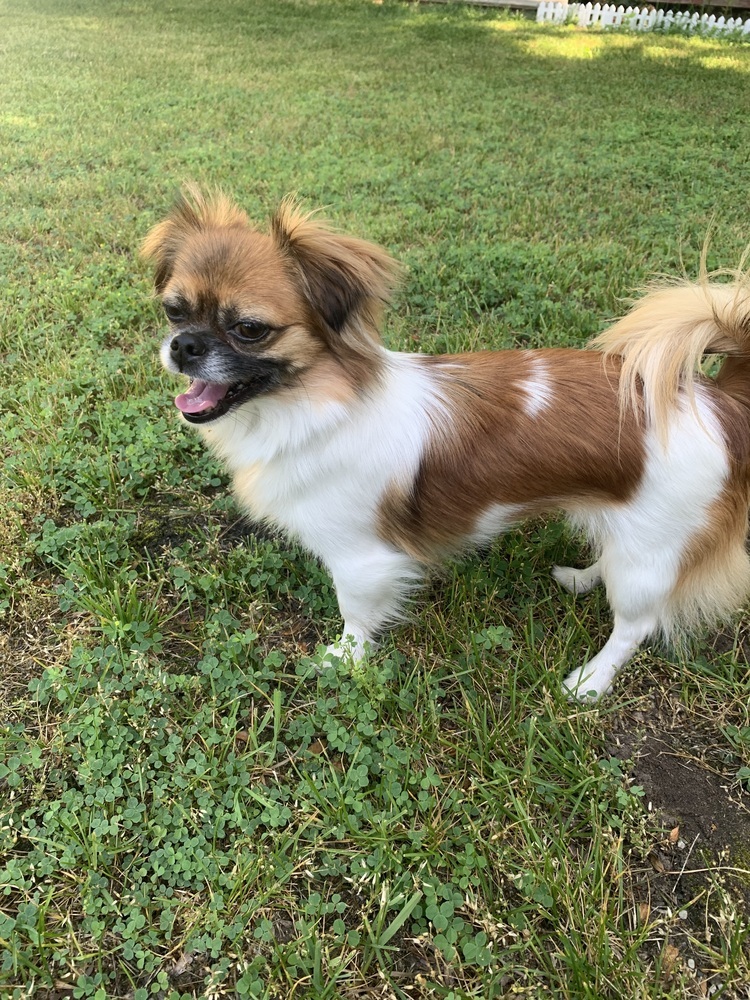 Flower (Pekingese)
