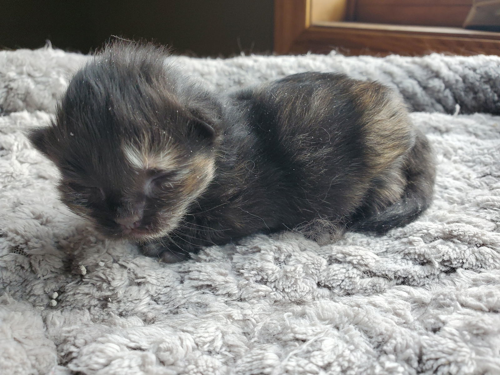 Kiwi