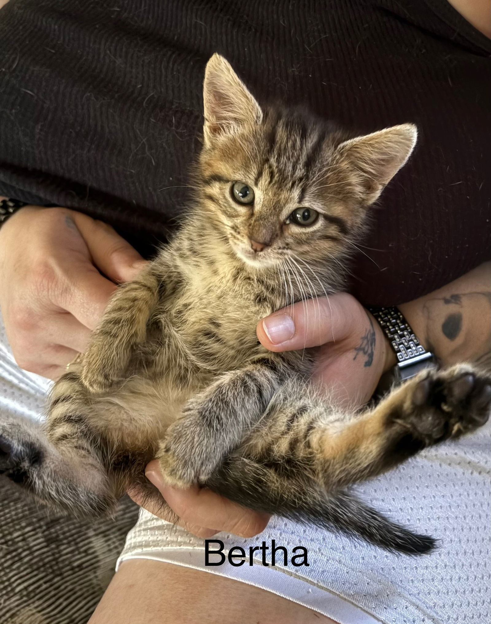 Bertha (th)