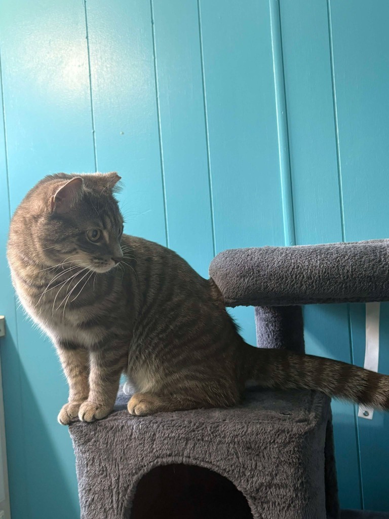 Maz