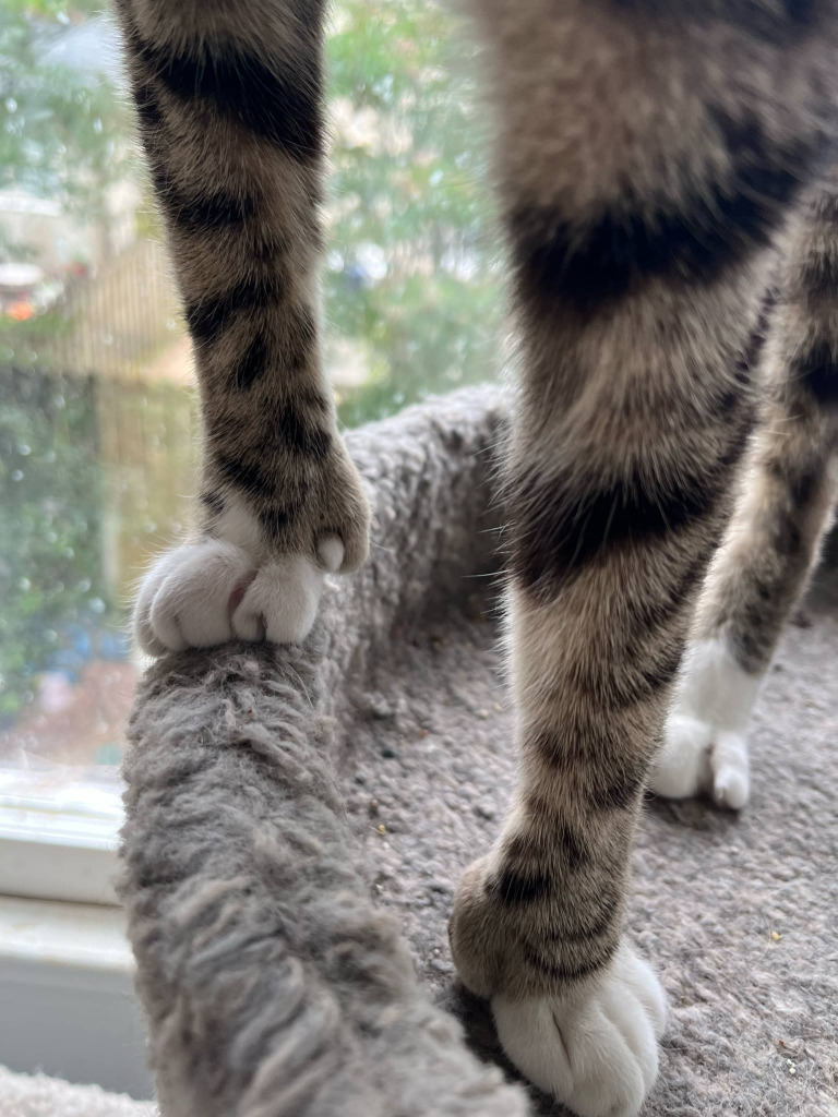 Mamadactyl