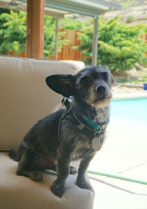 *MacArthur &#34;Mac&#34; ASTRONAUT, Senior Male Schnauzer