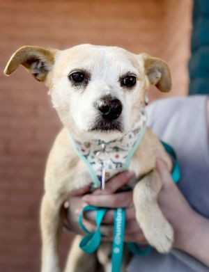 *Howie White GANGSTER, Adult Male Chihuahua