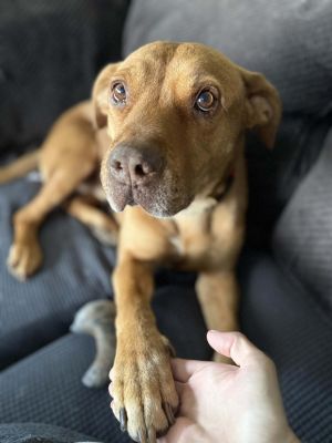 Bear, Adult Male Pit Bull Terrier