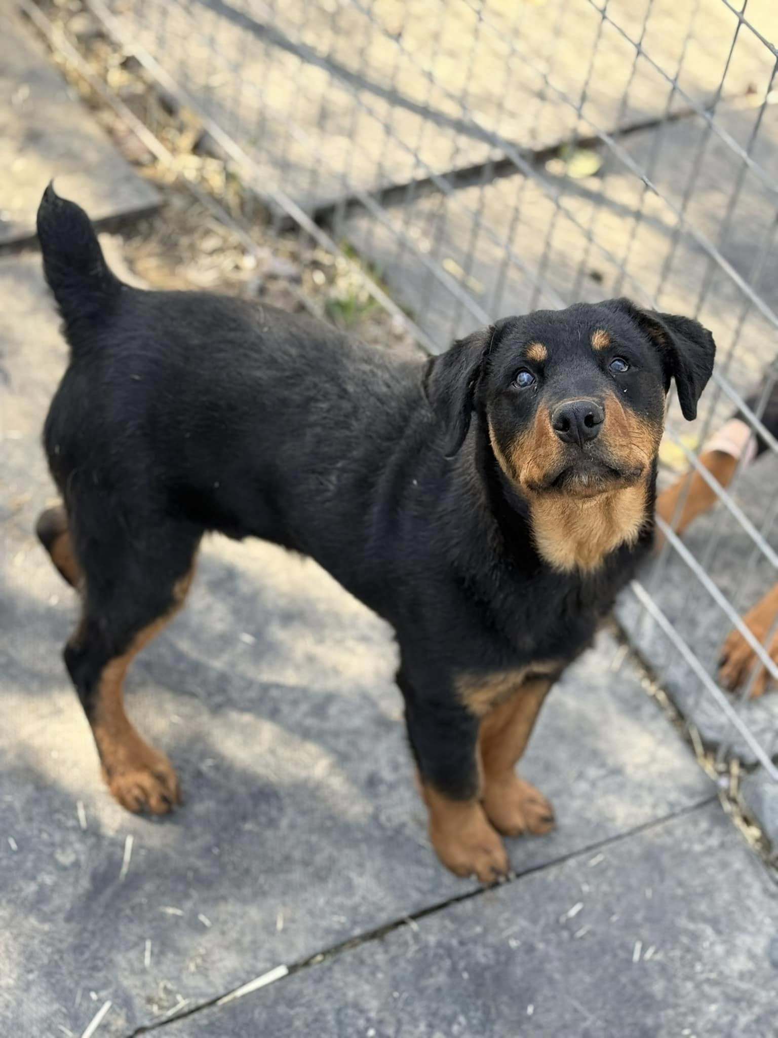 Rocko