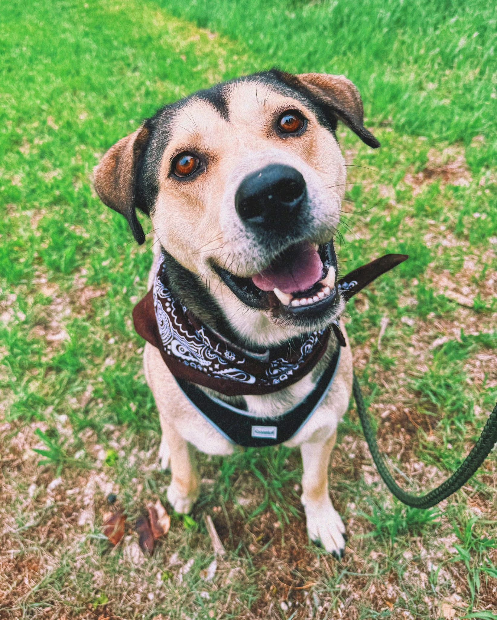 Thor, an adoptable Husky, German Shepherd Dog in Hays, KS, 67601 | Photo Image 1