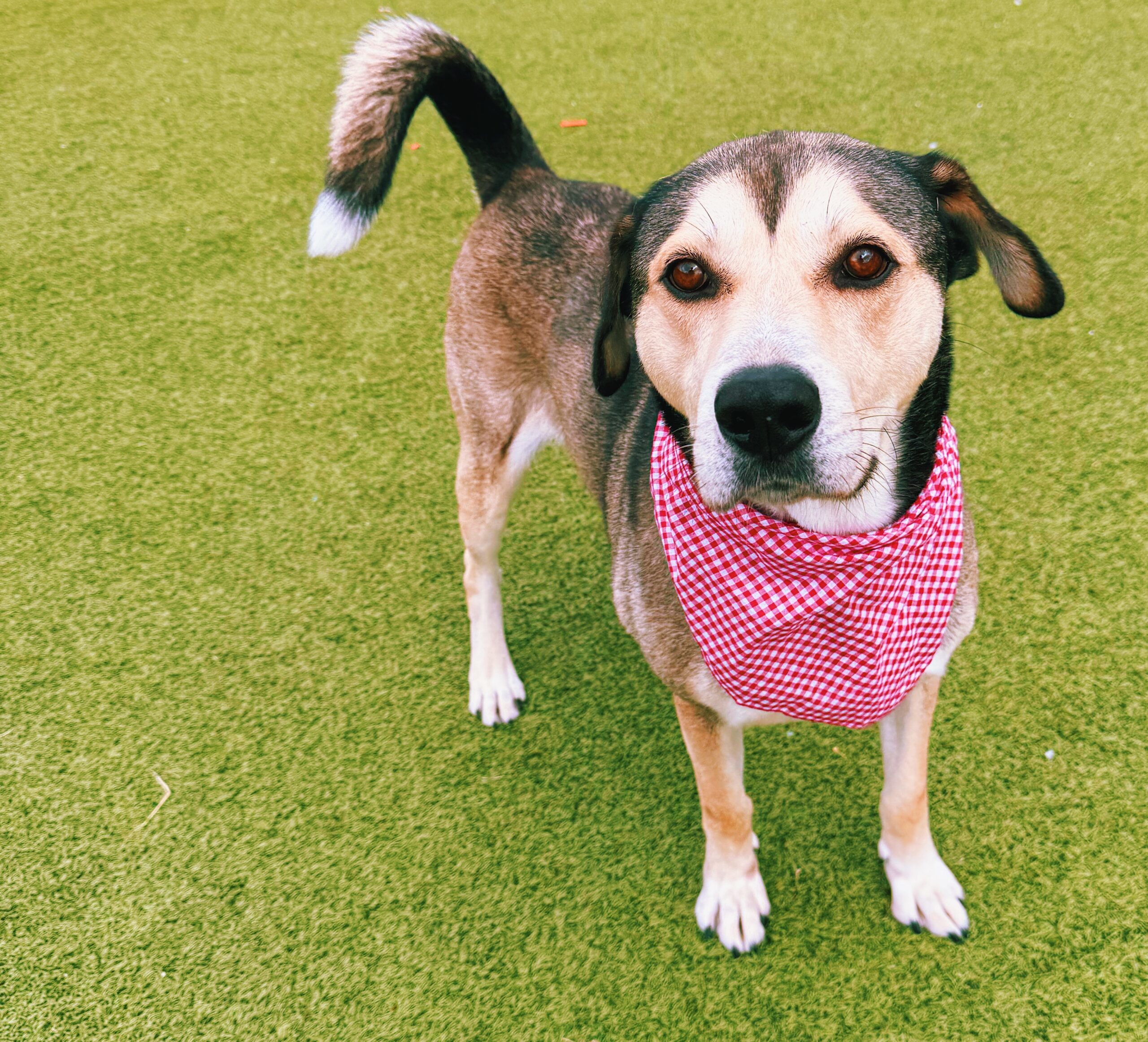 Thor, an adoptable Husky, German Shepherd Dog in Hays, KS, 67601 | Photo Image 1