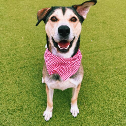 Thor, an adoptable Husky, German Shepherd Dog in Hays, KS, 67601 | Photo Image 2
