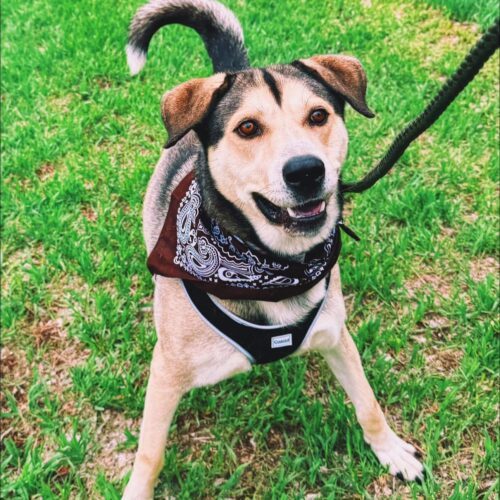 Thor, an adoptable Husky, German Shepherd Dog in Hays, KS, 67601 | Photo Image 3