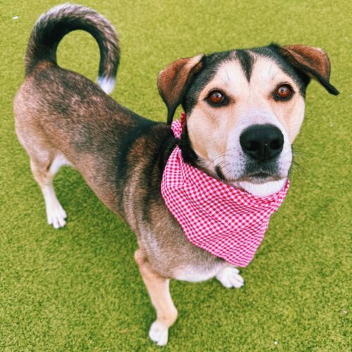 Thor, an adoptable Husky, German Shepherd Dog in Hays, KS, 67601 | Photo Image 3