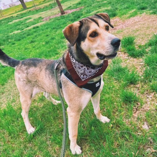 Thor, an adoptable Husky, German Shepherd Dog in Hays, KS, 67601 | Photo Image 4