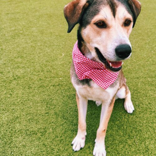 Thor, an adoptable Husky, German Shepherd Dog in Hays, KS, 67601 | Photo Image 4