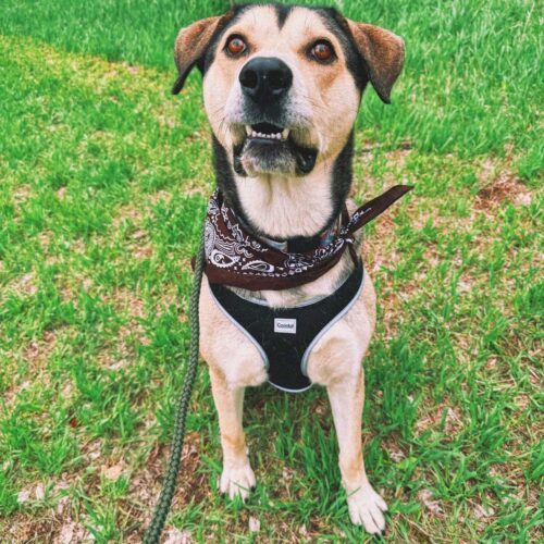 Thor, an adoptable Husky, German Shepherd Dog in Hays, KS, 67601 | Photo Image 5