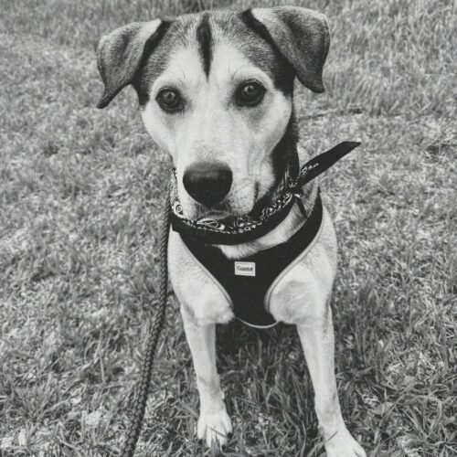 Thor, an adoptable Husky, German Shepherd Dog in Hays, KS, 67601 | Photo Image 6