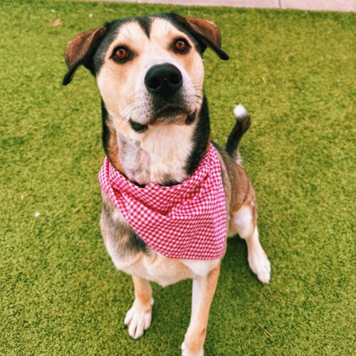Thor, an adoptable Husky, German Shepherd Dog in Hays, KS, 67601 | Photo Image 6