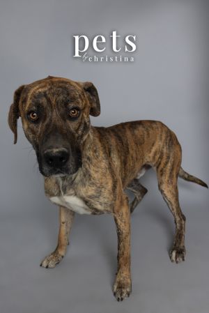 Remy, Adult Male Mixed Breed