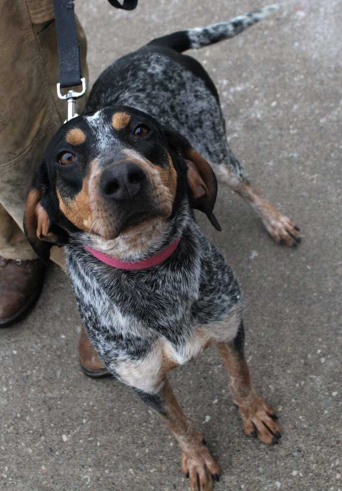LuLu