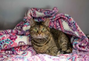 Lollipop, Senior Female American Shorthair