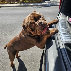 Meet Chewy This adorable 4-year-old bully mix is a sweetheart who loves to play and cuddle Chewy i