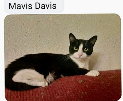 Mavis Davis
