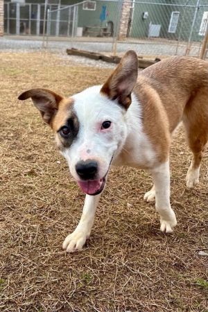 Rue is a loving one year old female Catahoula Leopard dog mix She came from a bad situation then go