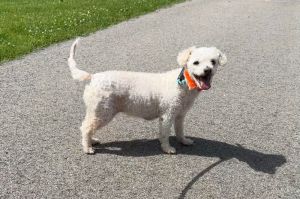 Cupcake is the cutest 15 pound twelve-year-old multi-poo She is a bonded pair with Whiskey Pete ra