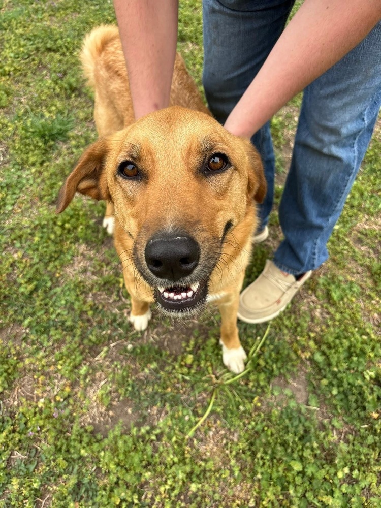 Rusty, an adoptable Mixed Breed in Rapid City, SD, 57702 | Photo Image 2