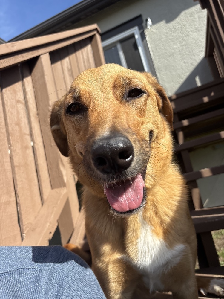 Rusty, an adoptable Mixed Breed in Rapid City, SD, 57702 | Photo Image 4