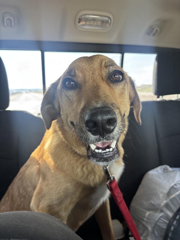 Rusty, an adoptable Mixed Breed in Rapid City, SD, 57702 | Photo Image 5