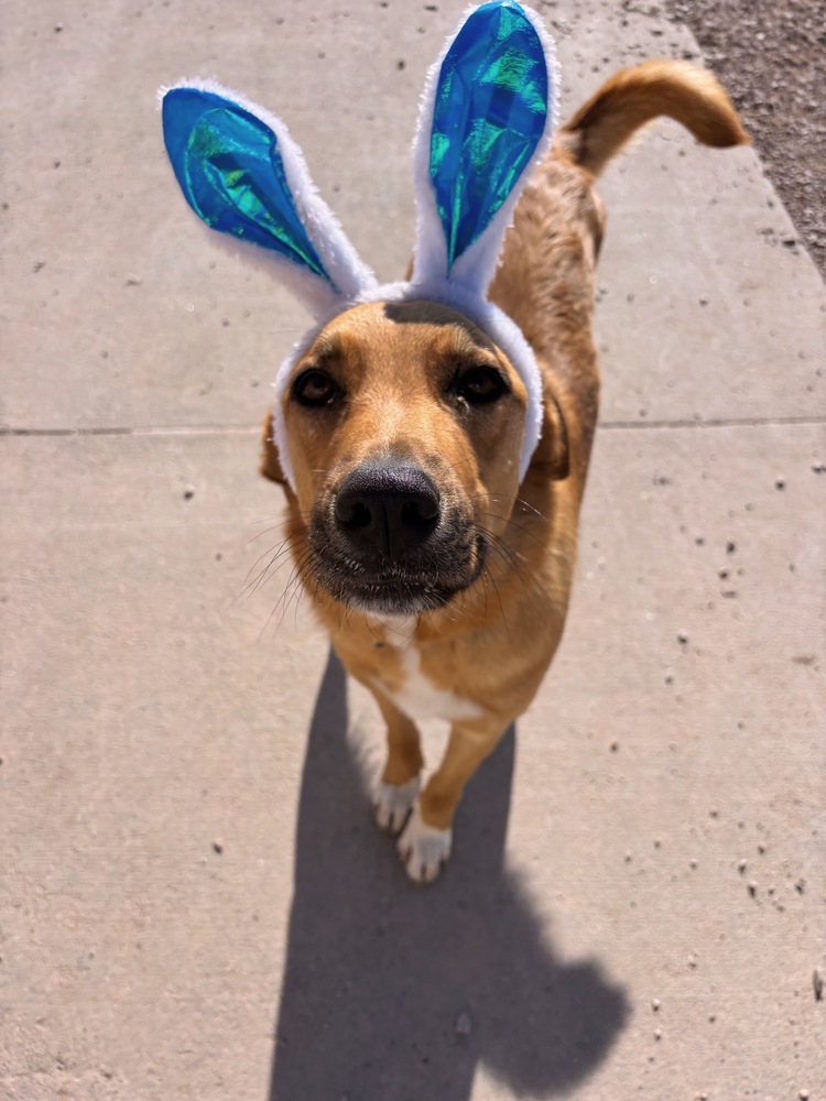 Rusty, an adoptable Mixed Breed in Rapid City, SD, 57702 | Photo Image 6