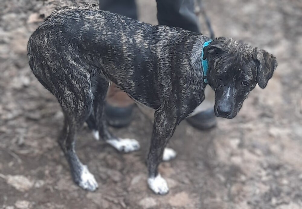 Cora