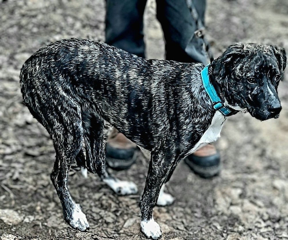 Cora