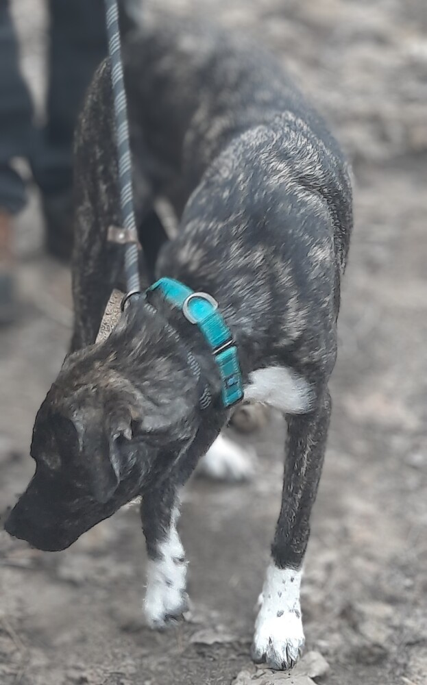 Cora