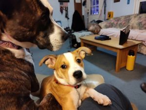 Prince, Baby Male Terrier