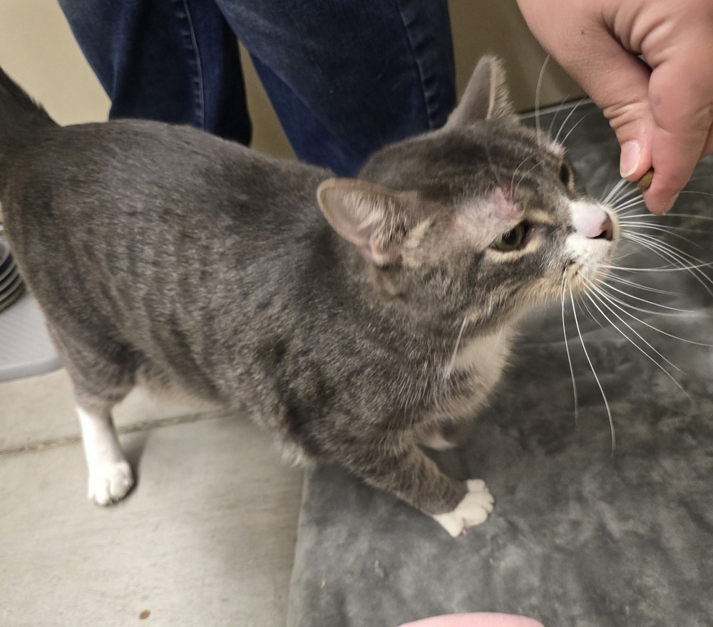 STEVEN, an adoptable Domestic Short Hair in Broomfield, CO, 80020 | Photo Image 1