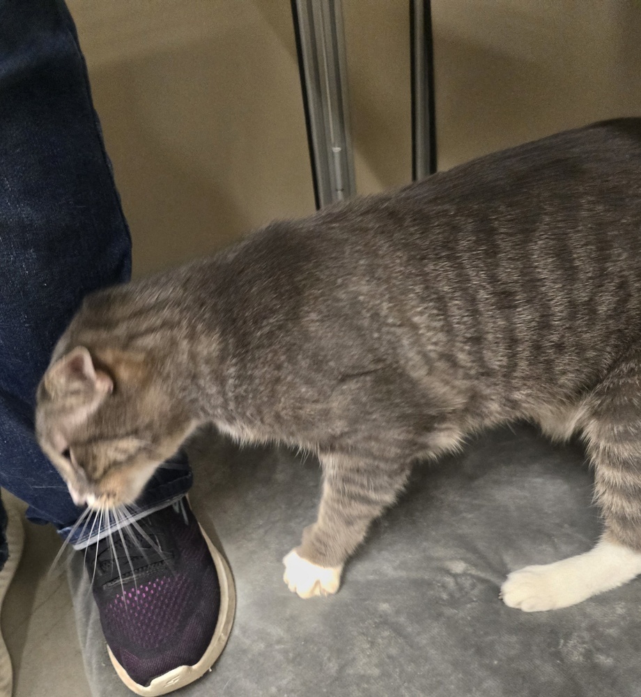 STEVEN, an adoptable Domestic Short Hair in Broomfield, CO, 80020 | Photo Image 3