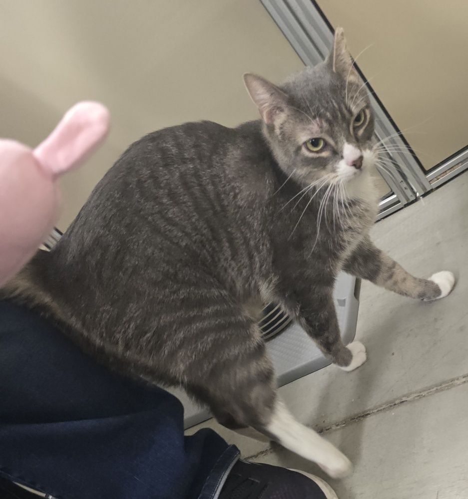 STEVEN, an adoptable Domestic Short Hair in Broomfield, CO, 80020 | Photo Image 4