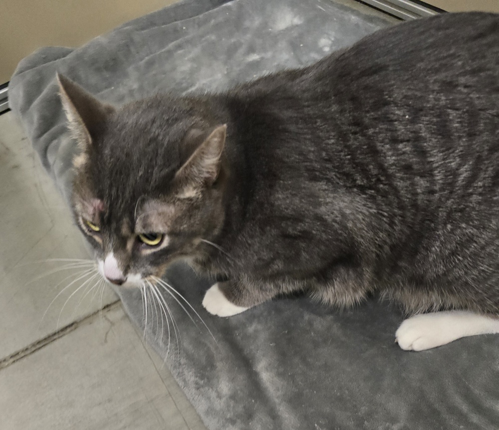 STEVEN, an adoptable Domestic Short Hair in Broomfield, CO, 80020 | Photo Image 6