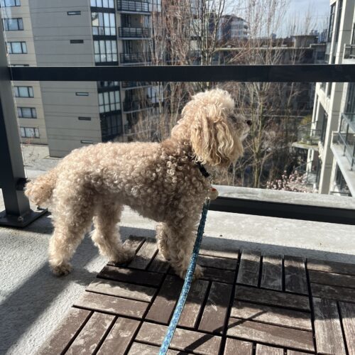 Bailey