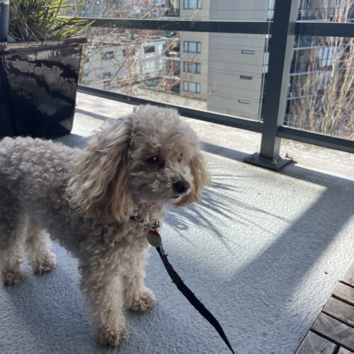 Bailey